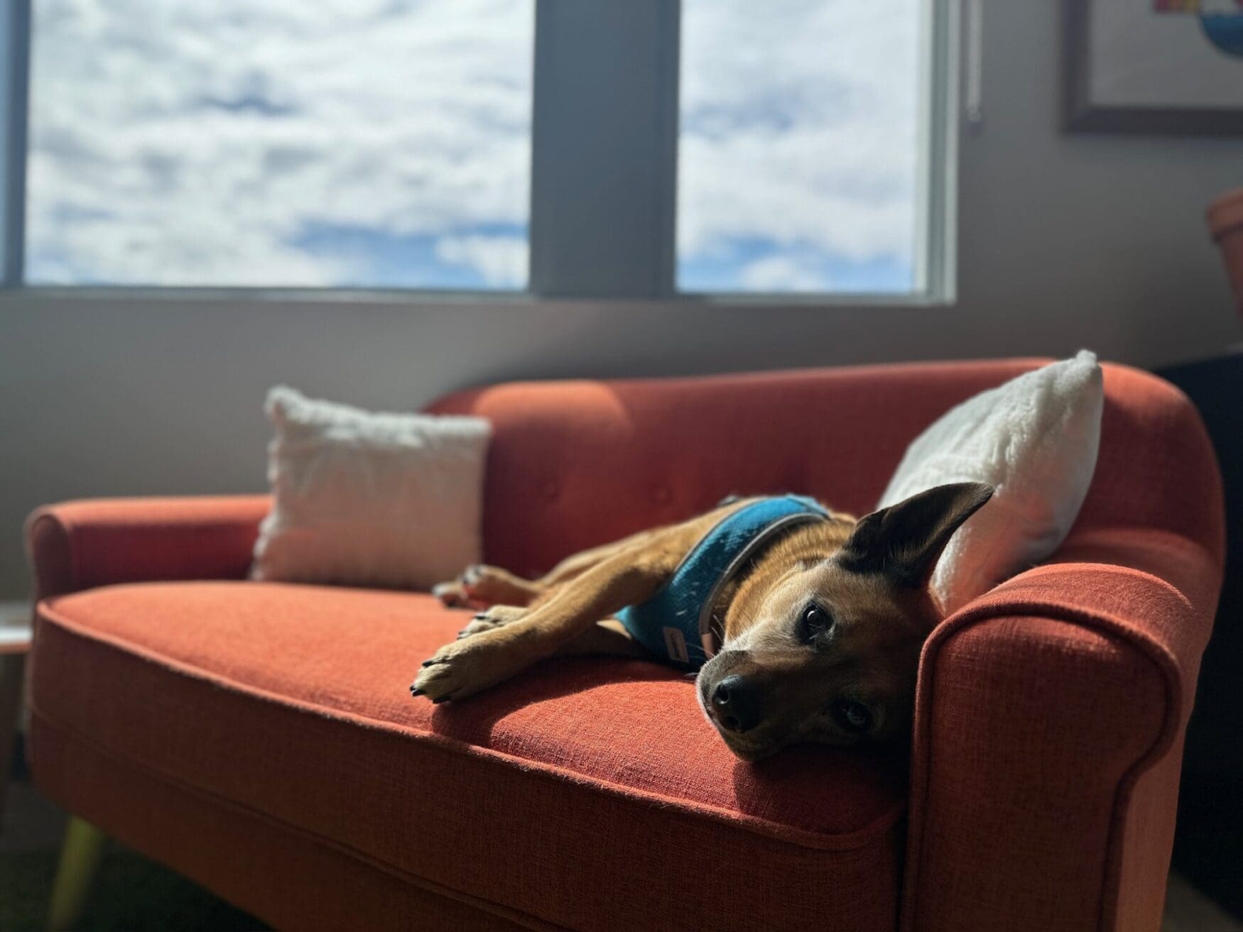 A brown dog with a black muzzle and earnest eyes lies comfortably on a vibrant orange couch, gazing towards the camera. The couch is adorned with two fluffy white pillows. Sunlight filters through a window with a view of a cloudy sky, casting a soft glow across the scene, creating a serene and cozy atmosphere.