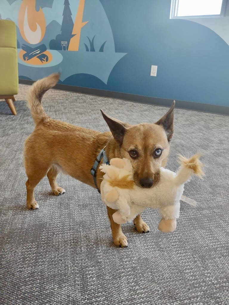 A small brown dog with pointy ears stands on a gray carpet, holding a plush toy in its mouth. The background features a blue wall with a mural depicting a campfire scene and a small window letting in light. A green piece of furniture is partially visible on the left side of the image