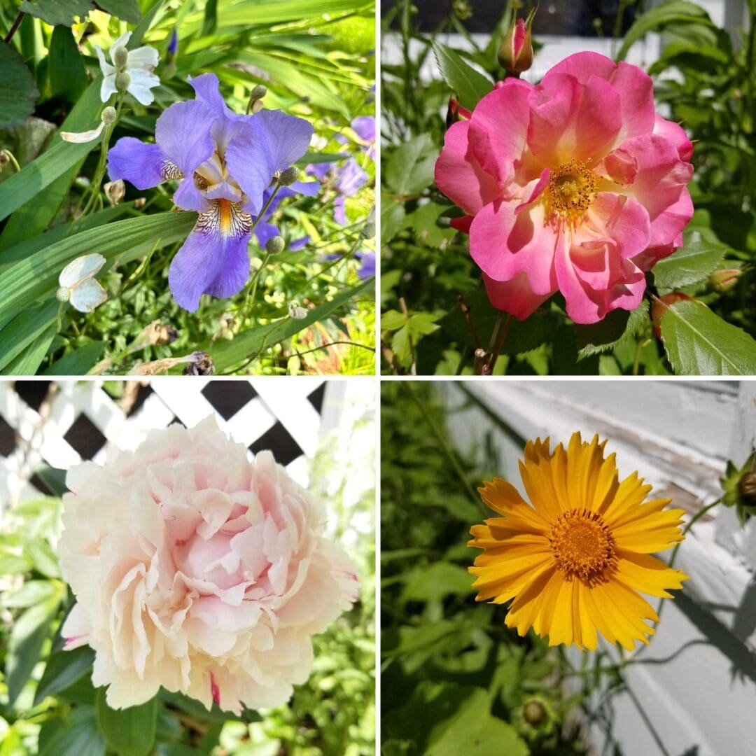 Collage of four different flowers: a purple iris with white accents and a yellow center, a pink rose with a yellow center, a pale pink peony with ruffled petals, and a bright yellow daisy-like flower with a dark center, all set against a lush green garden backdrop.