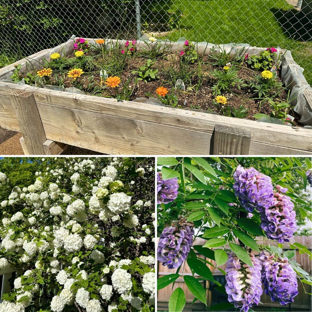 Collage of three garden scenes: a wooden raised garden bed with various blooming flowers including yellow and orange daisies; a bush covered in large, white, spherical clusters of flowers; and a vine with hanging clusters of purple wisteria flowers.