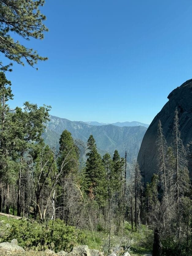 A scenic view of a forested mountain range under a clear blue sky, with tall trees and rocky outcrops visible in the foreground.