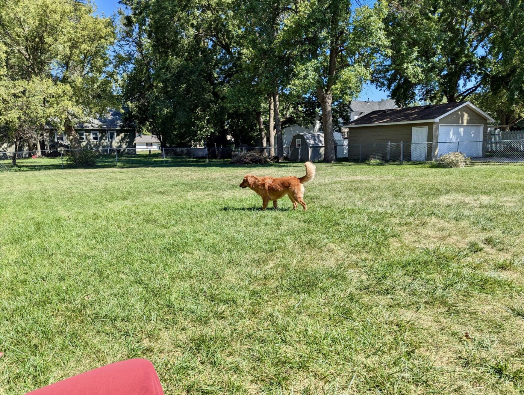 A golden retriever walks across a large, green backyard on a sunny day. The yard is spacious and enclosed by a chain-link fence, with mature trees and a garage in the background. The dog's tail is up, and the bright blue sky adds to the cheerful, relaxed atmosphere.
