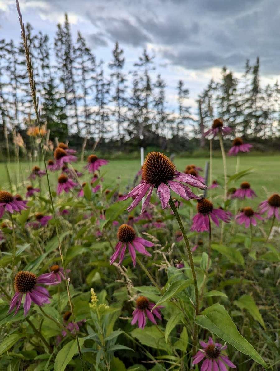 A close-up of vibrant purple coneflowers (Echinacea) in a field, with a backdrop of tall evergreen trees under a cloudy sky. The focus is on the central flower, which stands out against the greenery and the muted colors of the overcast day.