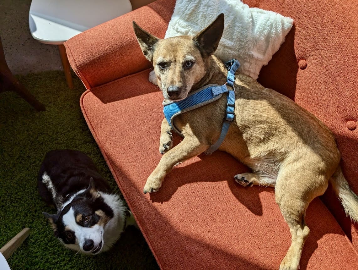 Two dogs are seen indoors. A light brown dog with a blue harness lounges on an orange sofa, looking up with a relaxed expression. On the floor next to the sofa, a black and white dog sits on a green carpet, also looking up at the camera.