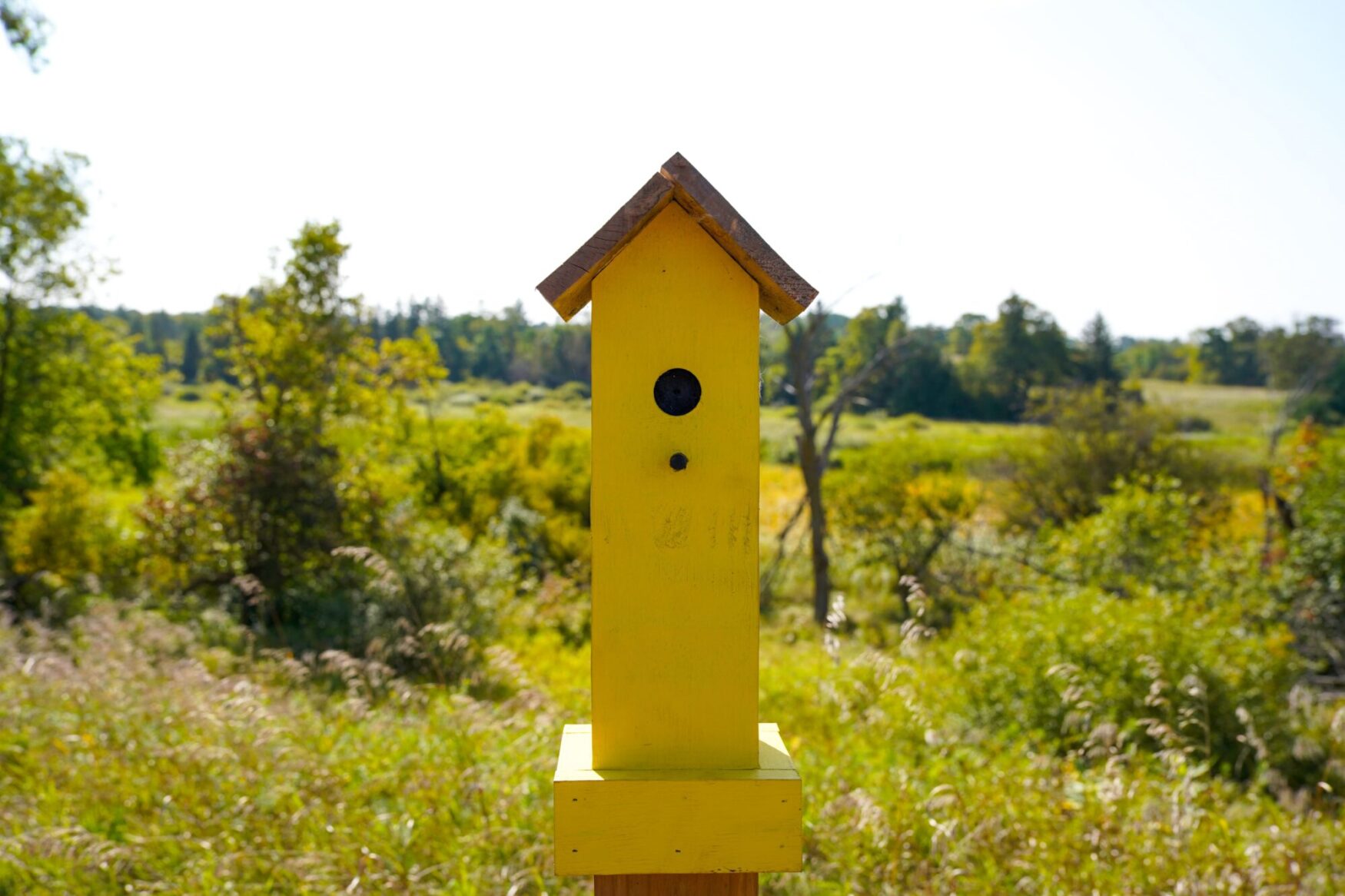 Bright yellow birdhouse on a post, standing in a field with tall grass and trees in the background. The birdhouse has a simple design with a single round entrance hole and a small roof.