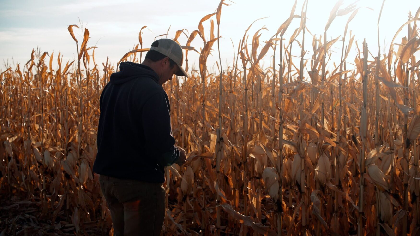 A man is standing in a field of corn, facing the crops and holding a corn cob in his hand as he examines it. There is a solar flair through the field and it appears to be sunset.