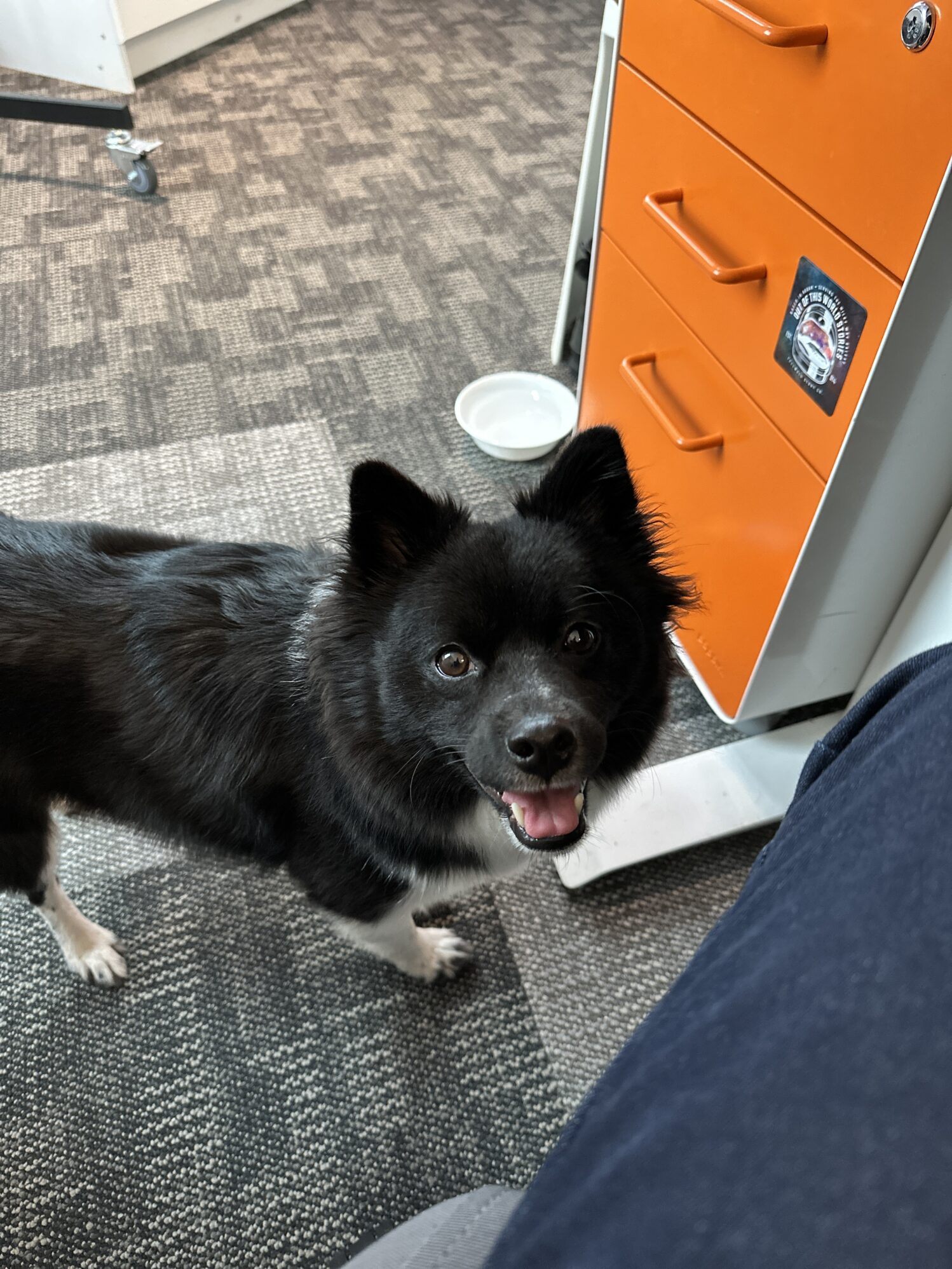 The photo shows a dog looking up at the camera with its mouth slightly open. The dog is mostly black with white paws and a pleasant expression.
