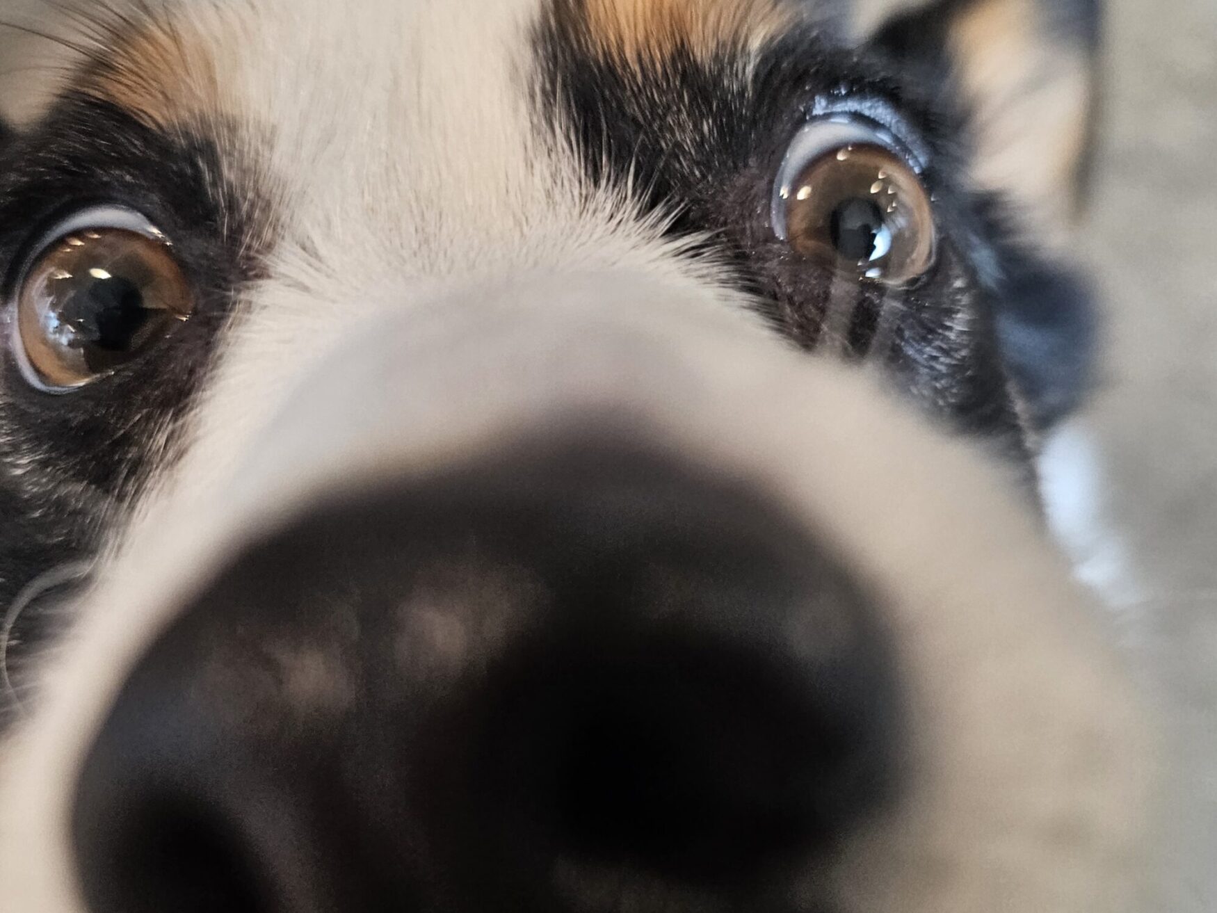 A close-up photo of a dog’s face. He has brown eyes with white, brown, and black fur. He is comically-close to the camera, with his nose being out of focus.
