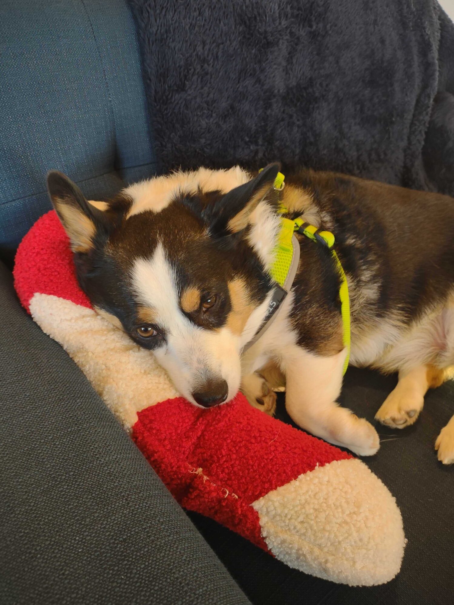 A corgi taking a nap in a navy blue arm chair. He is using a candy cane-shaped throw pillow to rest his head. He is wearing a neon green harness.