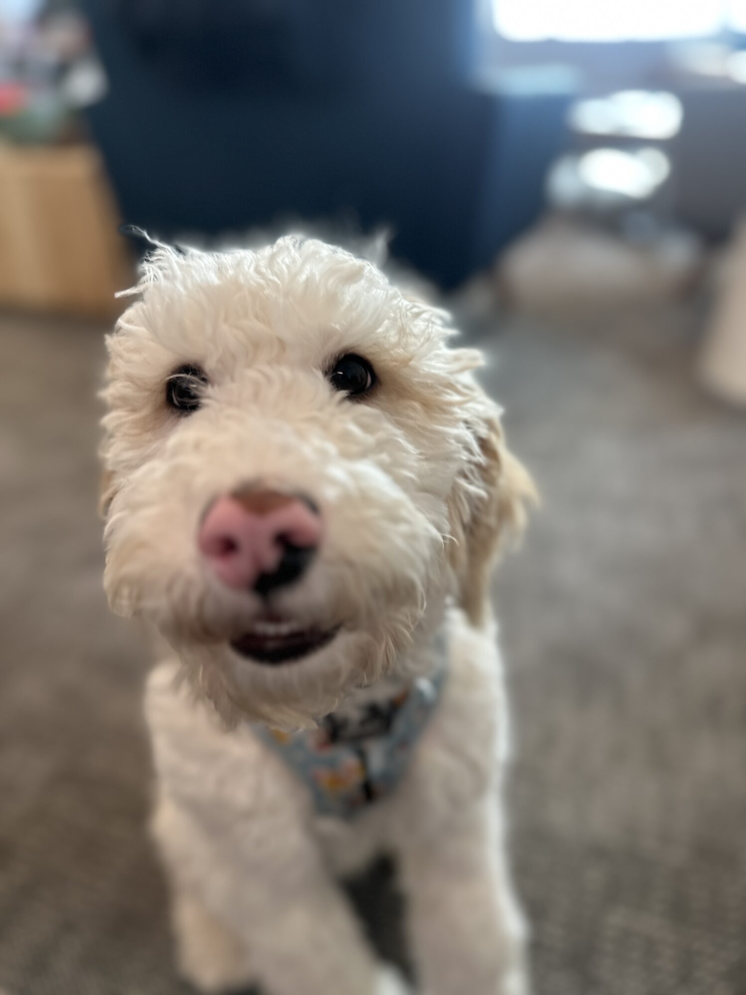 A fluffy white dog with a blue collar sits on the floor, exuding a calm and friendly vibe.