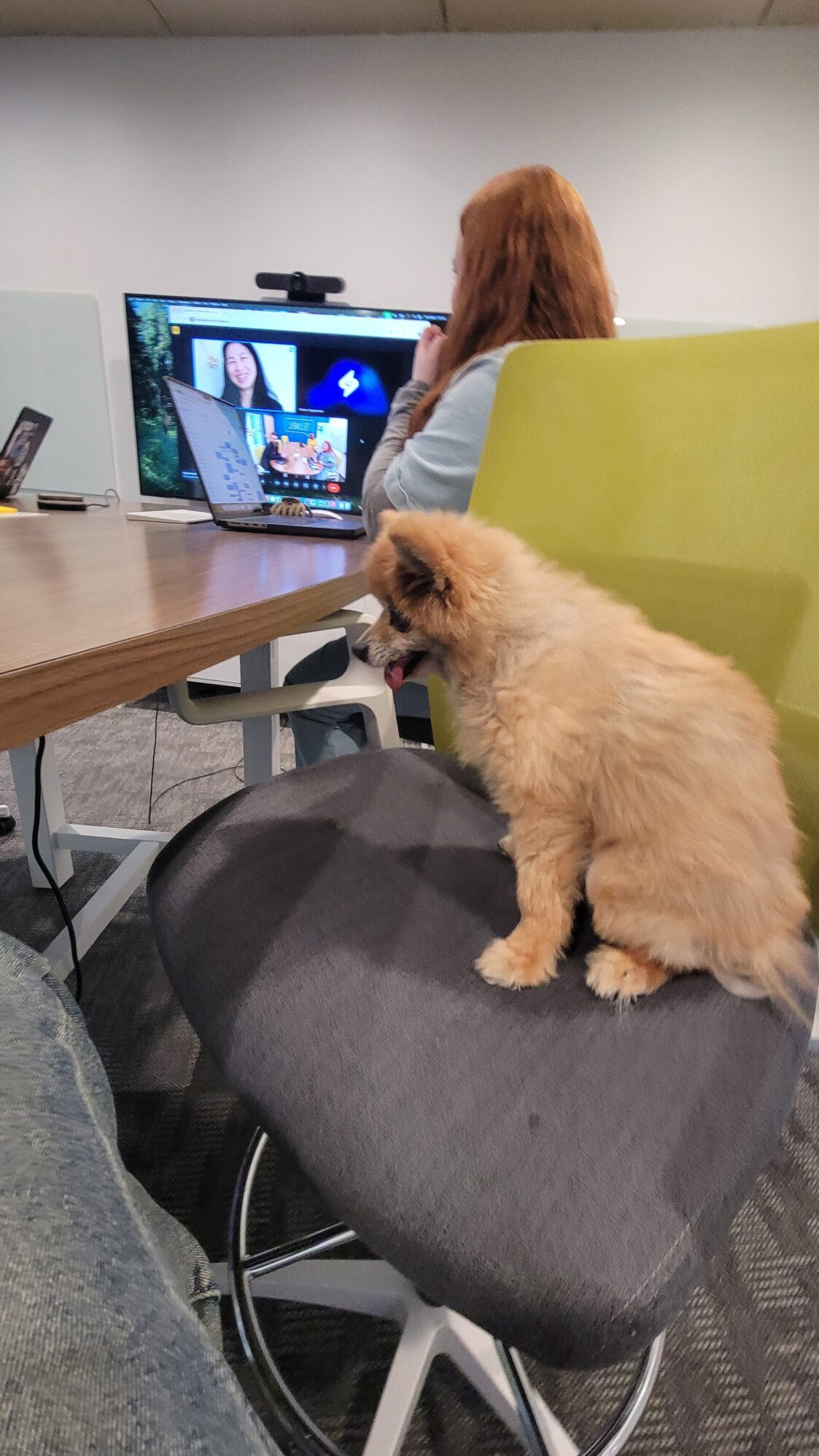 A fluffy, light brown dog with a slightly open mouth and tongue out sits on a gray office chair in a conference room. In the background, a person with long red hair is seated at a table, engaged in a video call displayed on a laptop and a large screen. The room has modern office chairs, a wooden table, and various laptops and devices scattered around, creating a collaborative work setting.