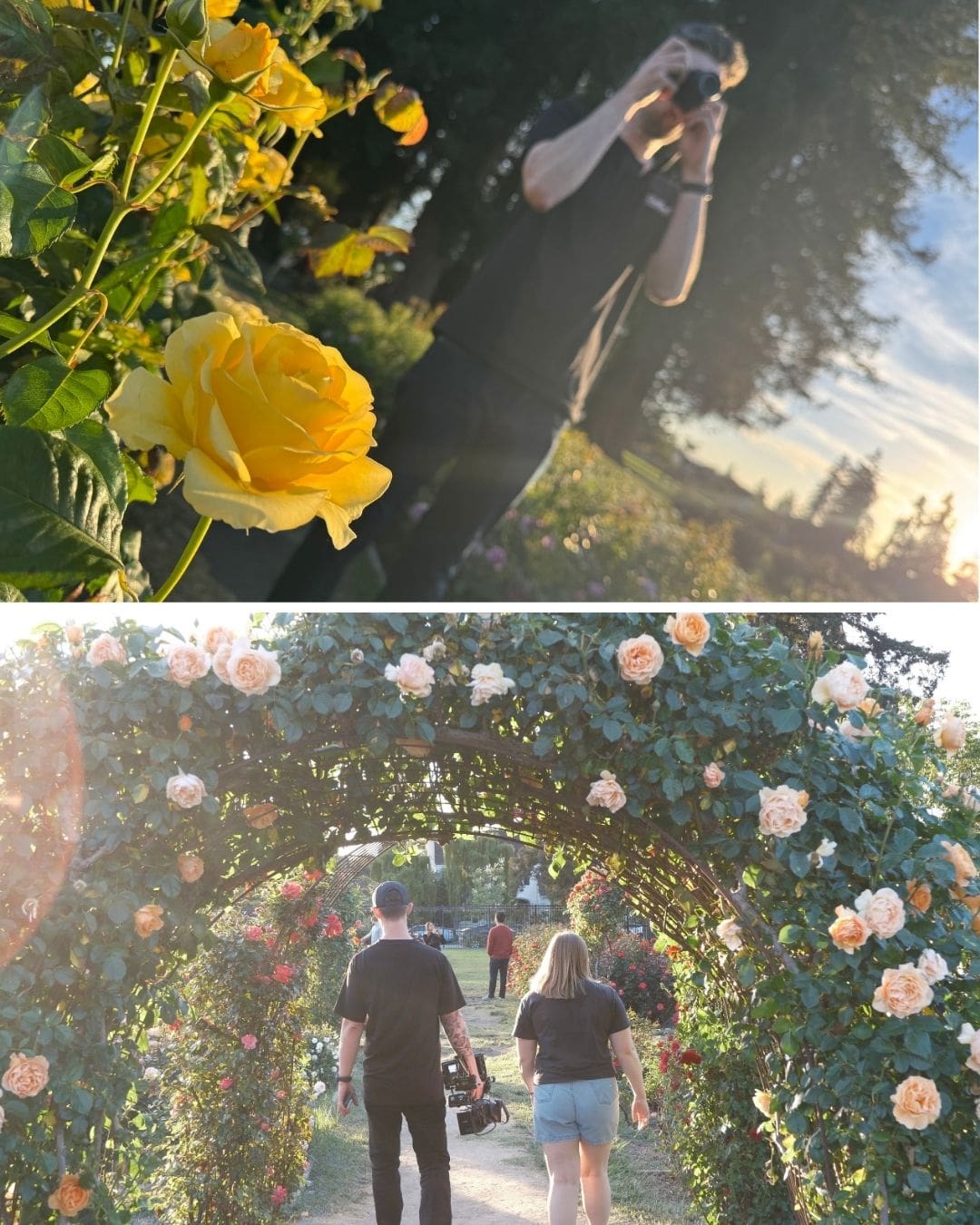 Top image: A bright yellow rose in sharp focus in the foreground, with a person slightly blurred in the background photographing the scene. The sunlight creates a soft glow, enhancing the warm, golden-hour atmosphere. Bottom image: Two people walk through a rose-covered archway in a garden, with one carrying camera equipment. The path is surrounded by blooming flowers, and sunlight filters through the leaves, casting a warm, cinematic light.