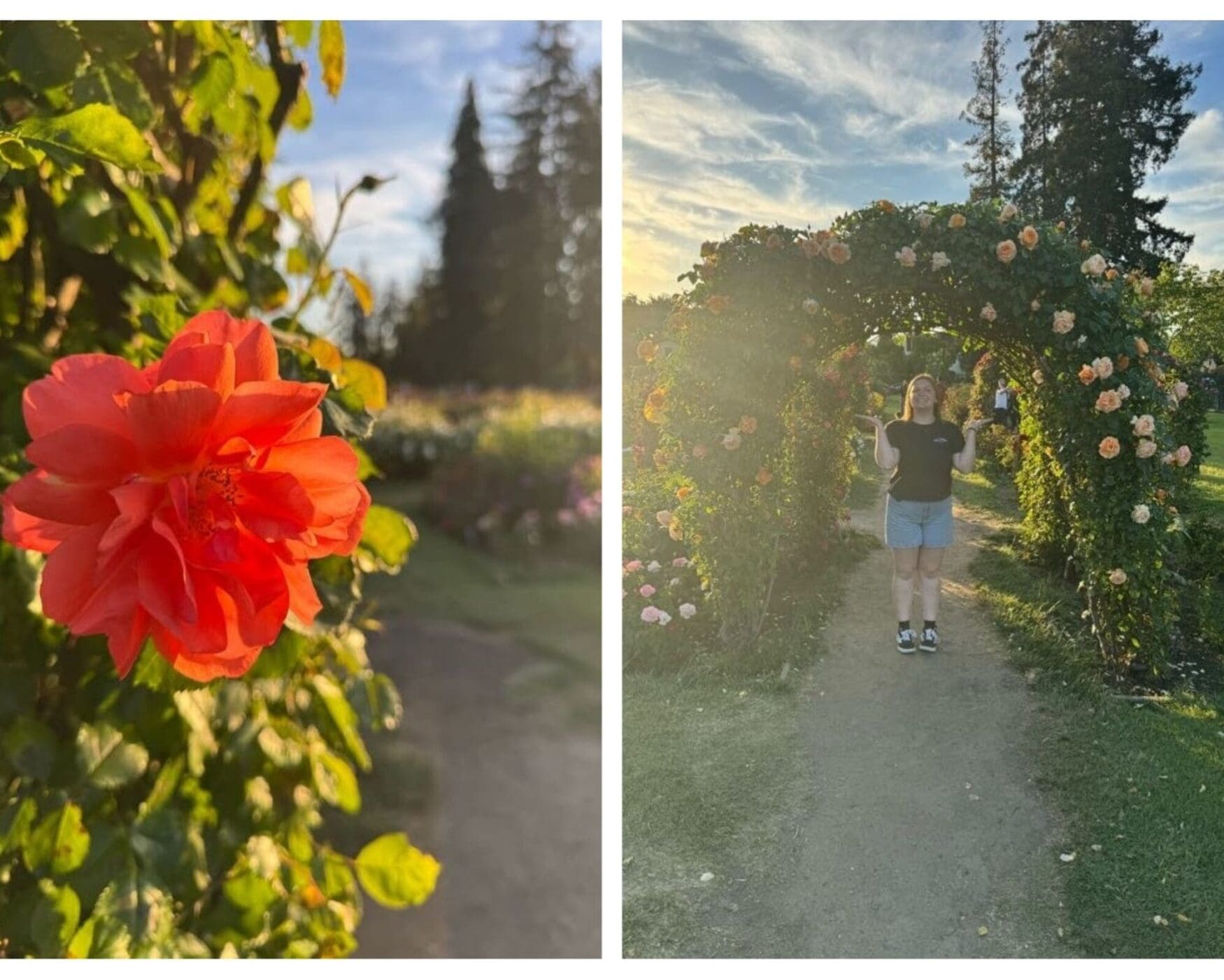 Left image: A vibrant orange-red rose in full bloom, basking in warm golden sunlight. The background features more flowers and tall trees slightly out of focus, giving a dreamy garden feel. Right image: A person stands smiling with their arms slightly raised under a rose-covered archway in a garden during golden hour. The path, greenery, and scattered blooms frame the scene with a soft, summery glow.