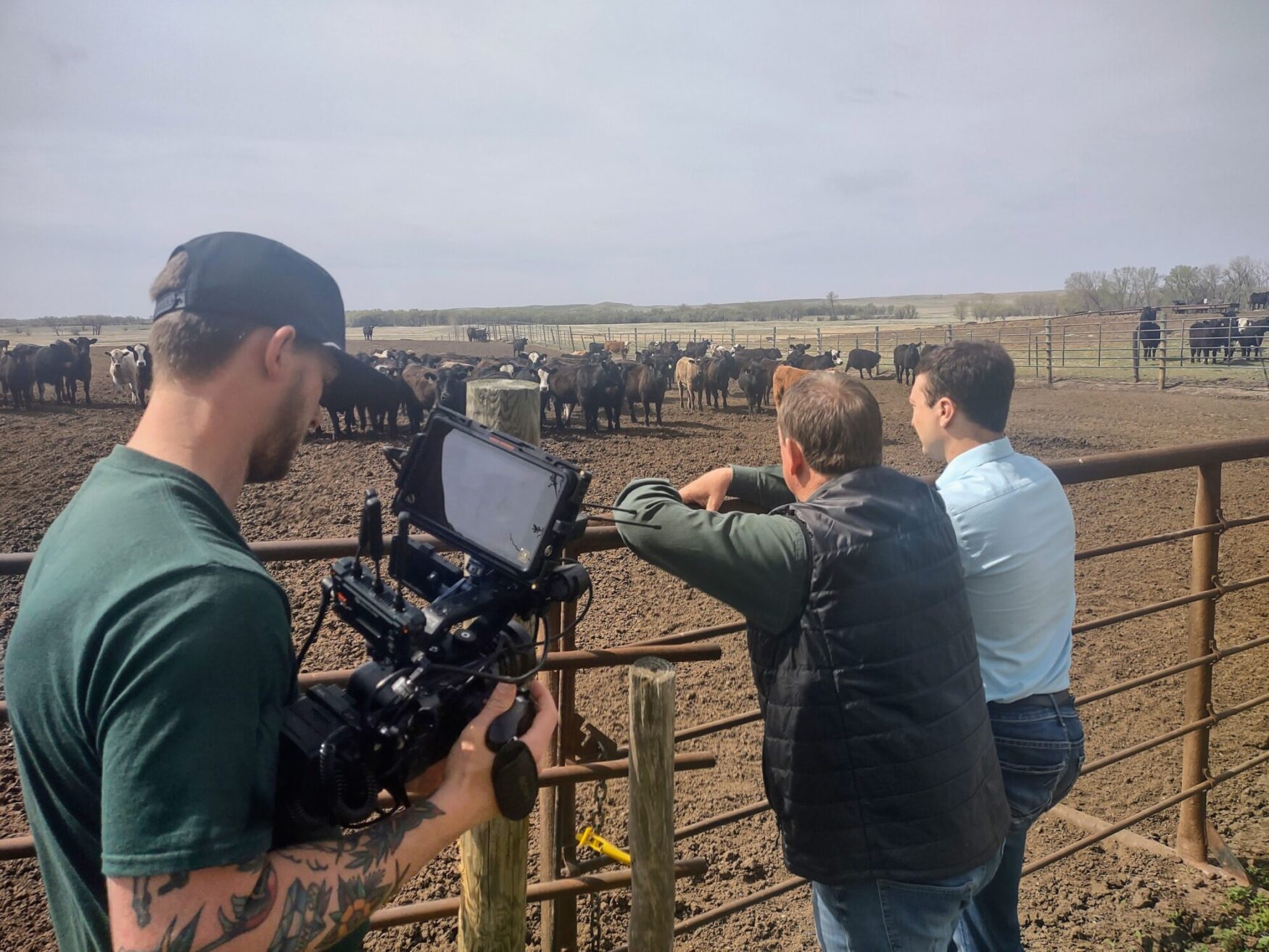 A man films two other men looking at cows in a paddock.