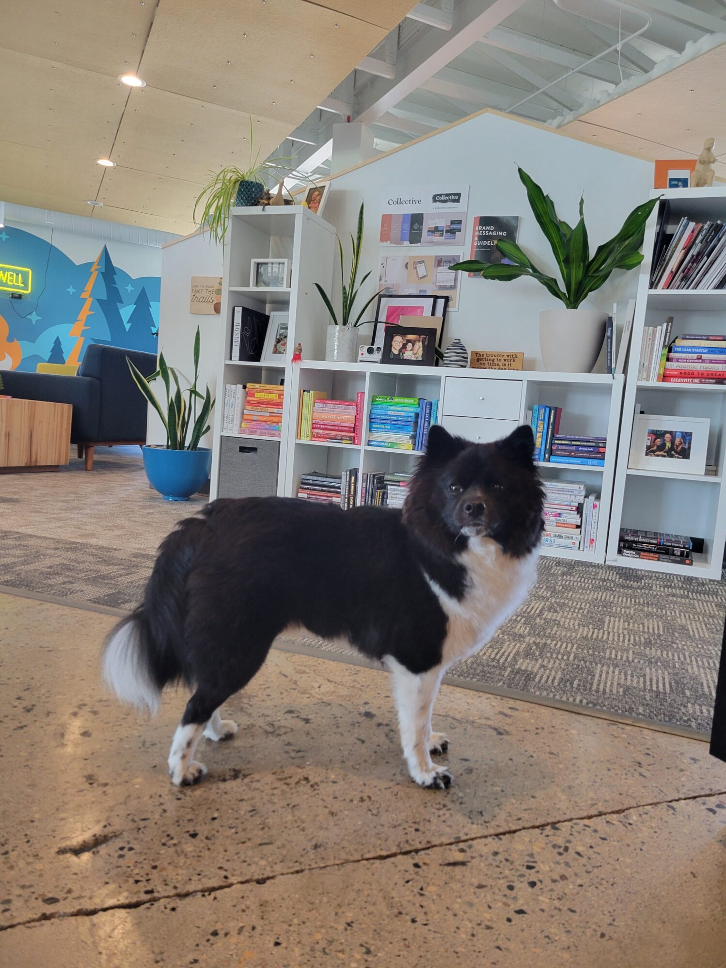 A black and white dog with a fluffy tail stands on a polished concrete floor inside a modern office space. Behind the dog are white bookshelves filled with colorful books, potted plants, framed photos, and office decor. The space features a cozy seating area with blue furniture and a mural on the wall, giving the office a creative and welcoming atmosphere. The dog looks directly at the camera with a calm expression.
