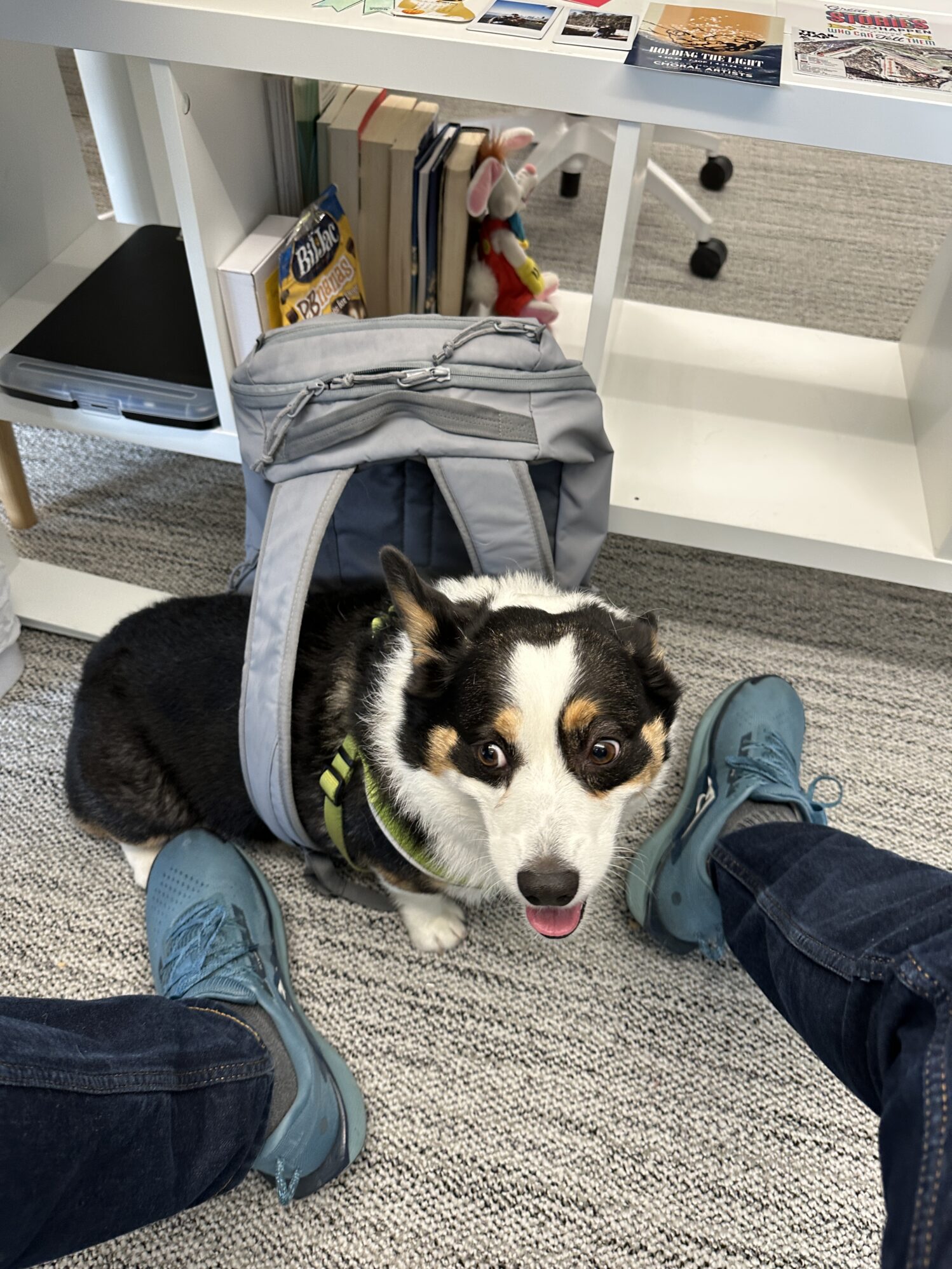 Small black, white, and tan dog wearing a harness, sitting on the floor between two people’s legs. A light gray backpack is draped over the dog’s back, and a white shelf with books and snacks is in the background.