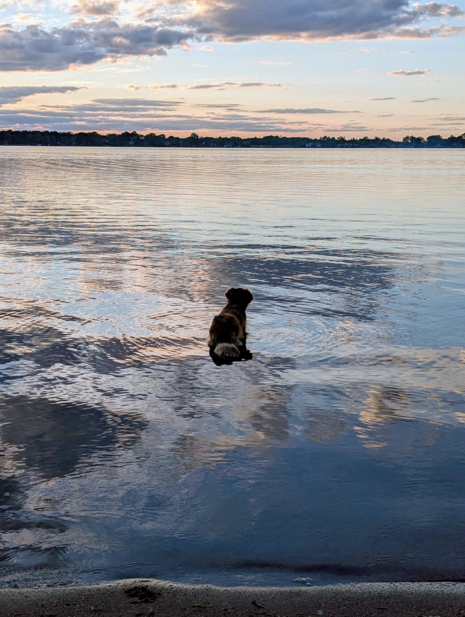 A golden retriever stands in a lake at sunset. The water is still and the sky has clouds throughout and is a mix of blue, yellow and orange as the sun sets.