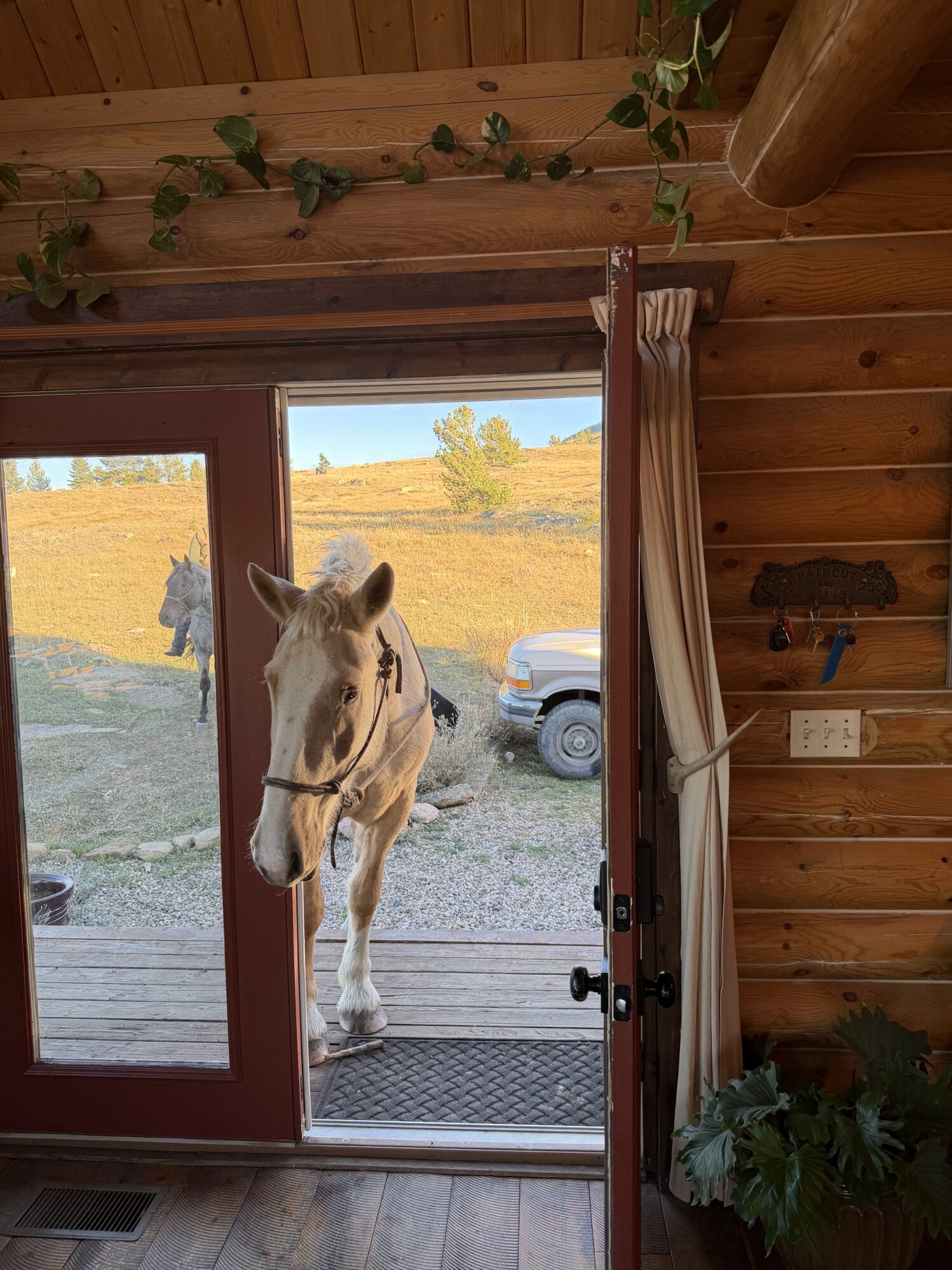 A tan horse puts his head through an open doorway of a wooden cabin. The sun is setting in the background in the countryside.