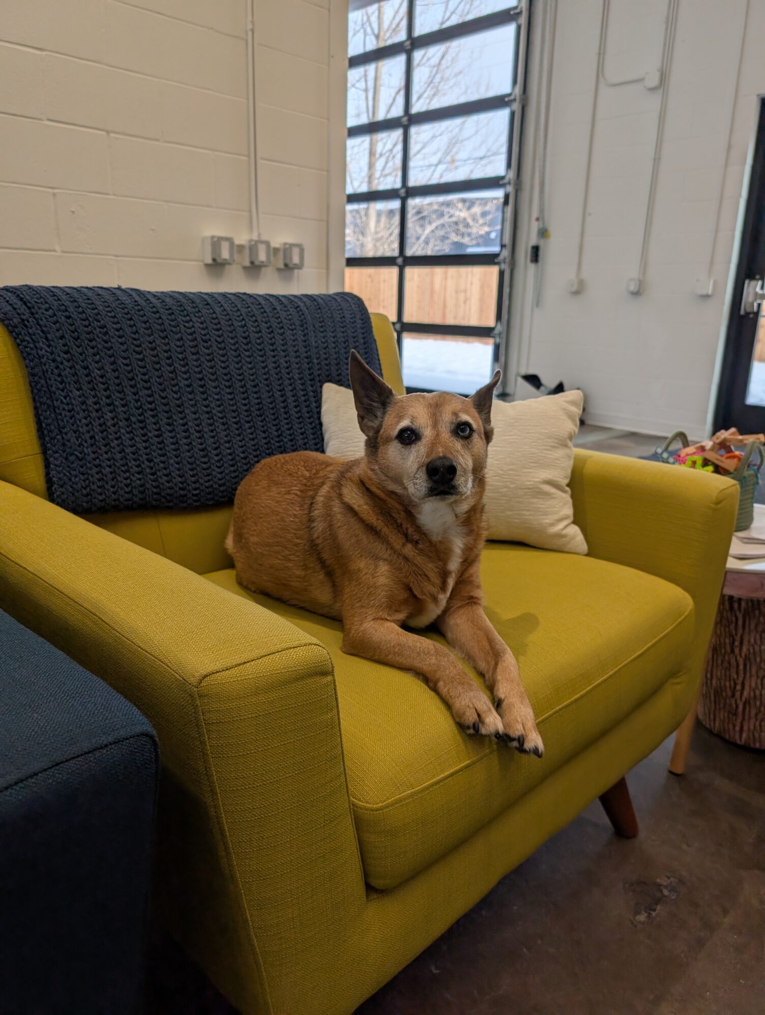 A relaxed brown dog is lying on a green armchair with a blue blanket and cream pillow indoors. Sunlight filters through a window, creating a cozy ambiance.